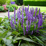 Liriope Moneymaker Bare Root  3