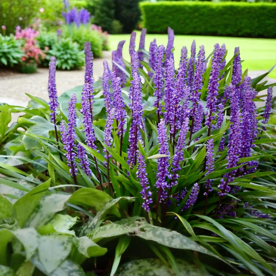 Liriope Moneymaker Bare Root  3