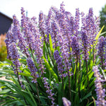 Liriope Moneymaker Bare Root  2
