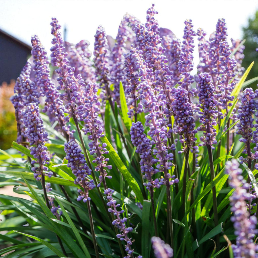 Liriope Moneymaker Bare Root  2