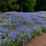 Lithodora Diffusa Grace Ward Lithodora Diffusa Grace Ward 4