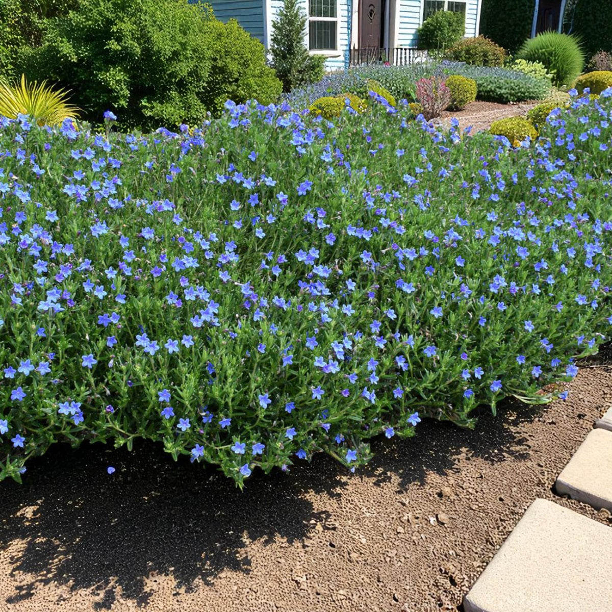 Lithodora Diffusa Grace Ward Lithodora Diffusa Grace Ward 3