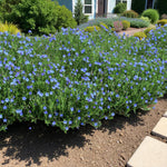 Lithodora Diffusa Grace Ward Lithodora Diffusa Grace Ward 3