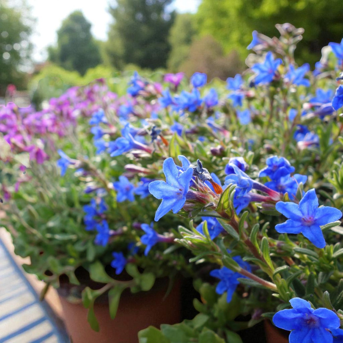 Lithodora Diffusa Grace Ward Lithodora Diffusa Grace Ward 2