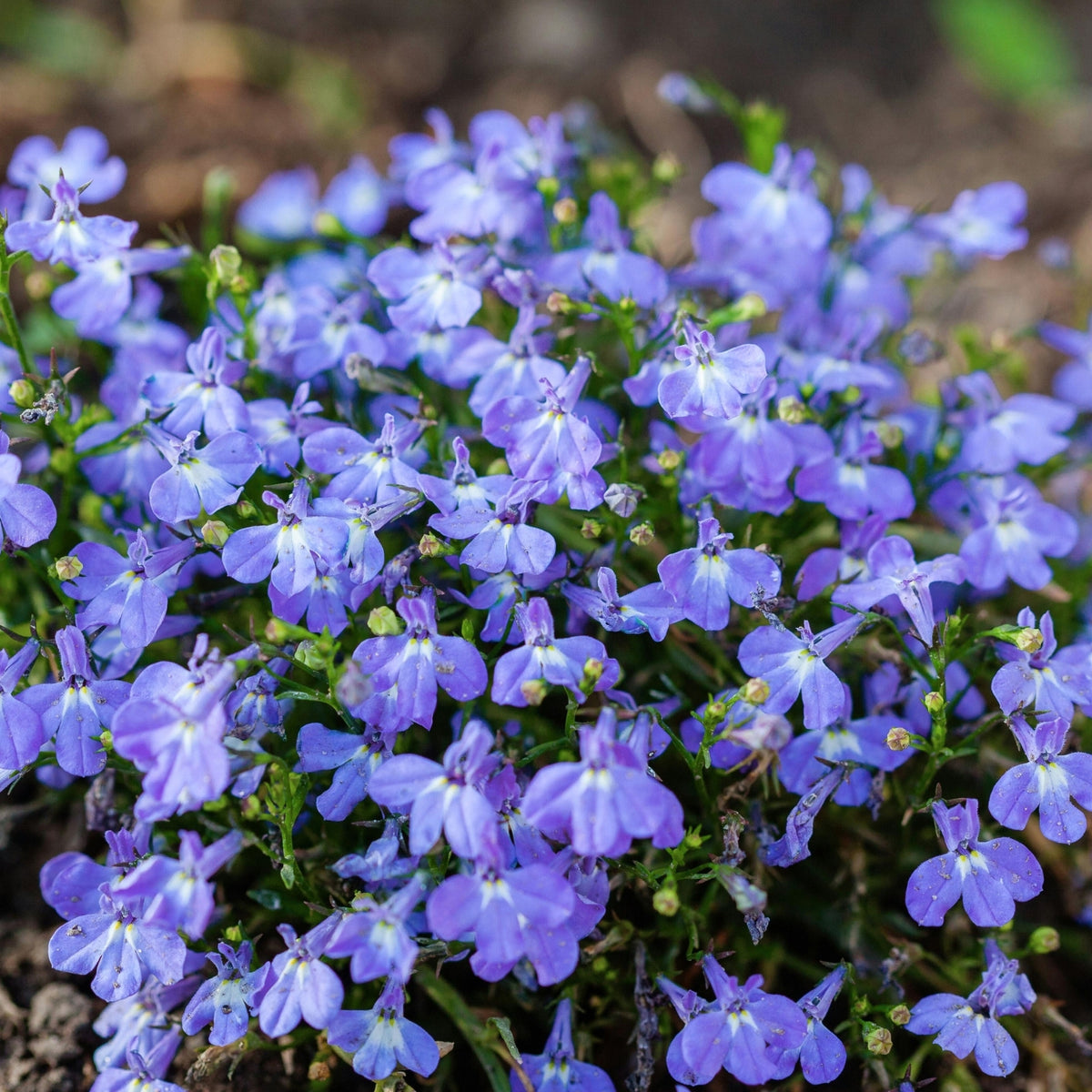 Lobelia Bedding Plants 10 Pack Cluster of delicate, soft blue lobelia flowers blooming low to the ground with a green leafy base. 3