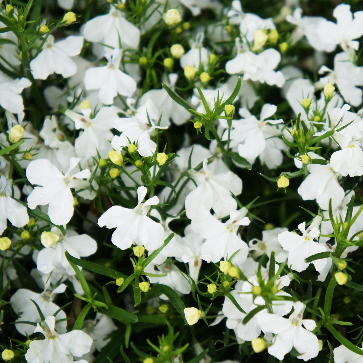 Lobelia Bedding Plants 10 Pack Abundant small pure white lobelia flowers nestled amongst green foliage, ideal for borders or containers. 4