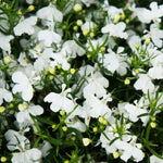 Lobelia Bedding Plants 10 Pack Abundant small pure white lobelia flowers nestled amongst green foliage, ideal for borders or containers. 3