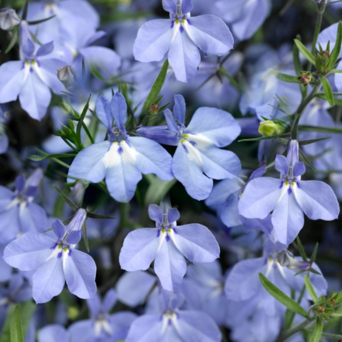 Lobelia Bedding Plants 10 Pack Close up of pale blue lobelia blooms with white centres and soft green foliage in the background. 6