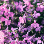 Lobelia Bedding Plants 10 Pack Cascading lobelia flowers in lilac tones, densely packed and covered with light dewdrops on petals. 6