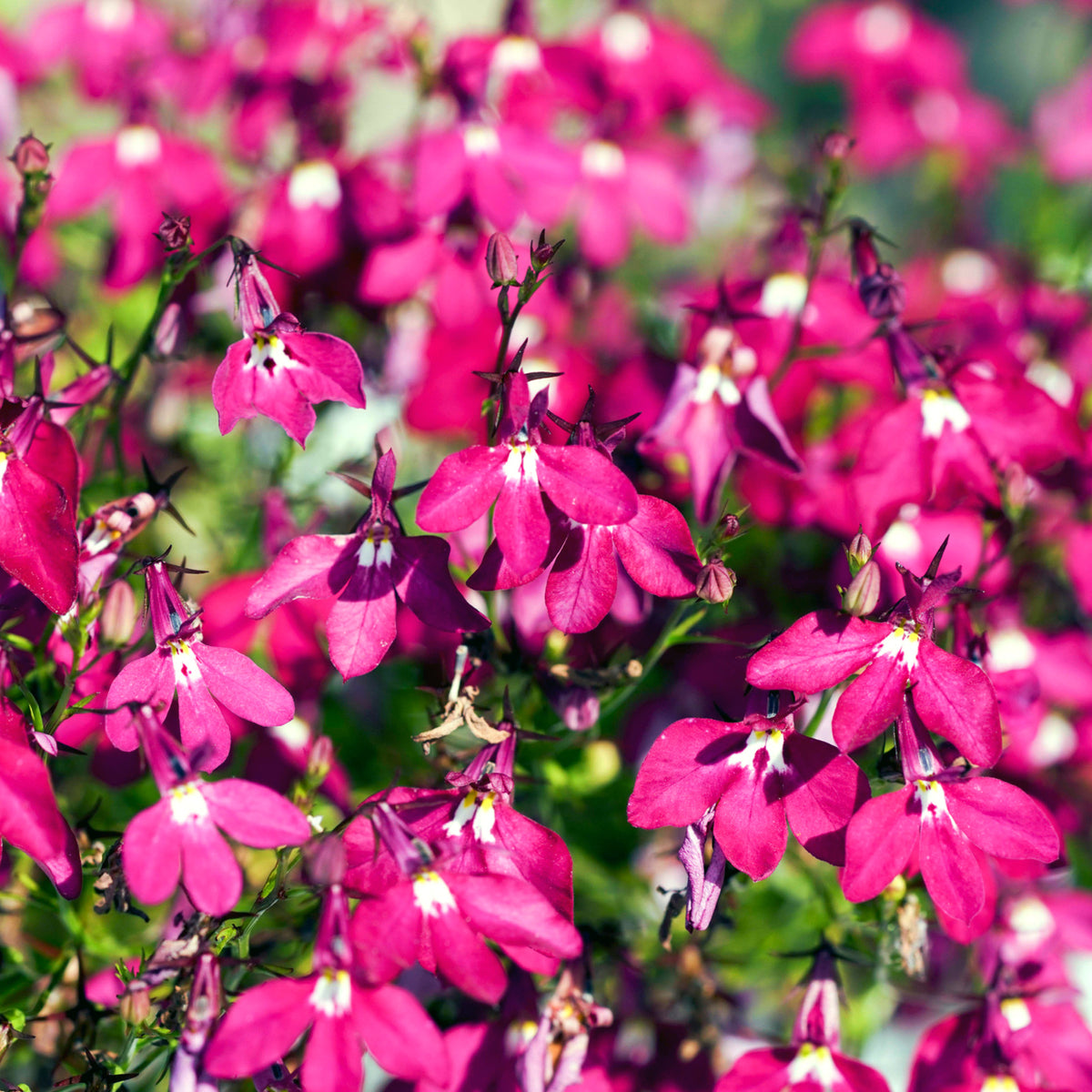 Lobelia Bedding Plants 10 Pack Close up of trailing rose lobelia flowers, displaying clusters of bright rose pink petals with small white centres, set against green foliage. 9