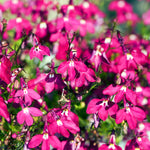 Lobelia Bedding Plants 10 Pack Close up of trailing rose lobelia flowers, displaying clusters of bright rose pink petals with small white centres, set against green foliage. 9