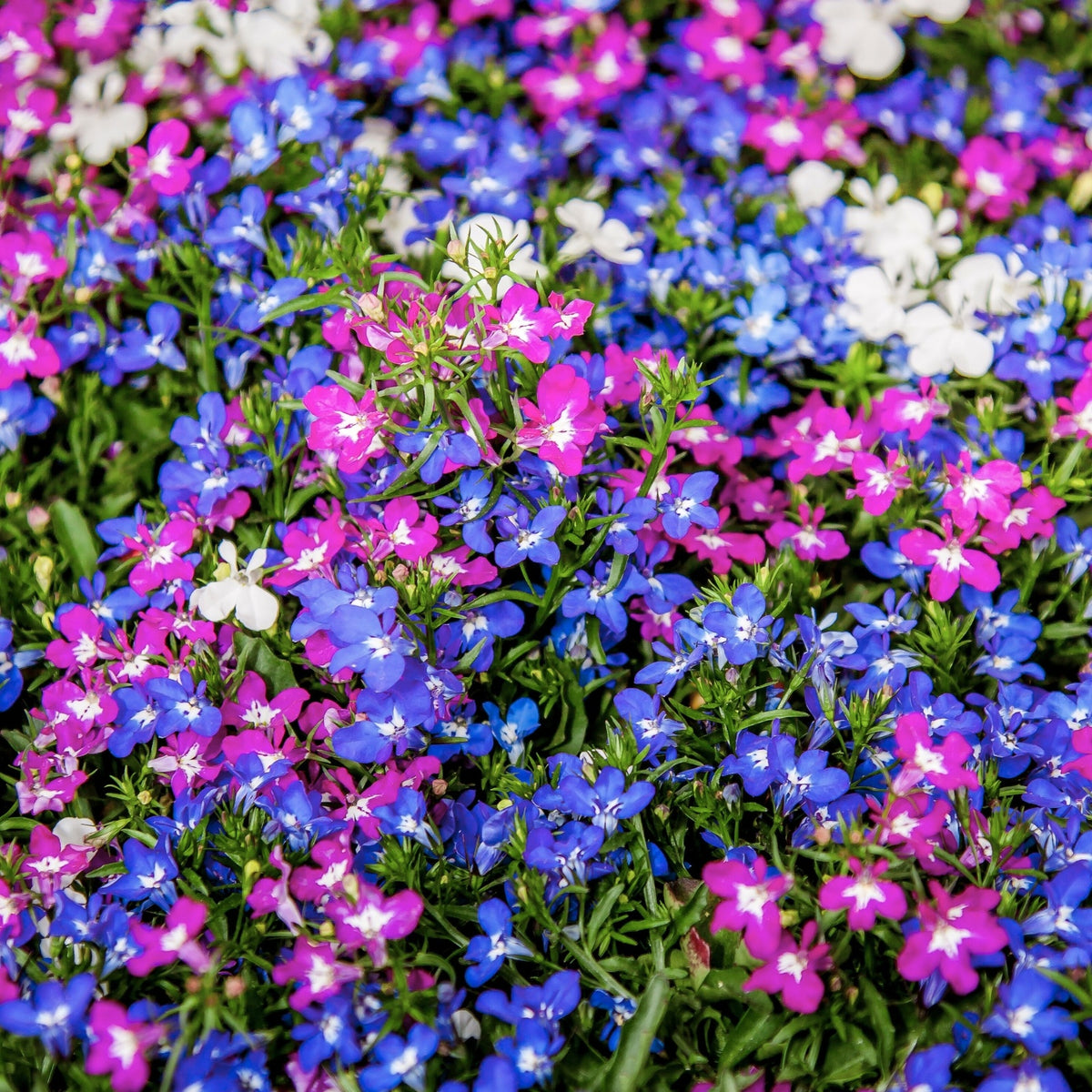 Lobelia Bedding Plants 10 Pack A colourful ground cover of lobelia flowers in shades of magenta, electric blue, and white, densely planted for bedding effect. 1