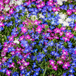 Lobelia Bedding Plants 10 Pack A colourful ground cover of lobelia flowers in shades of magenta, electric blue, and white, densely planted for bedding effect. 1