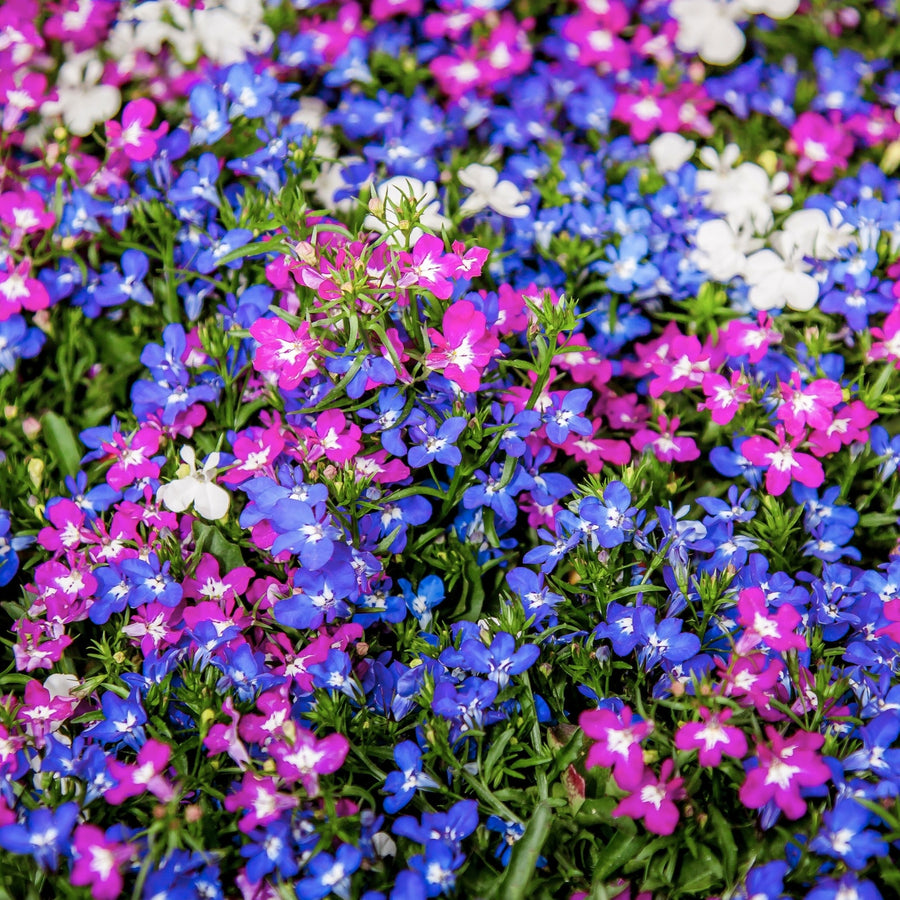 Lobelia Bedding Plants 10 Pack A colourful ground cover of lobelia flowers in shades of magenta, electric blue, and white, densely planted for bedding effect. 1
