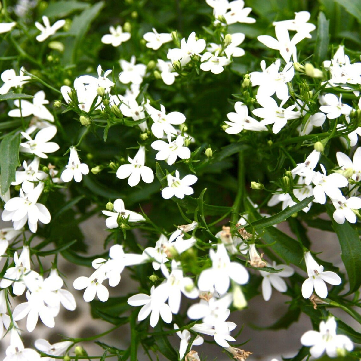 Lobelia Bedding Plants 10 Pack Trailing white lobelia in full bloom, featuring numerous delicate white flowers with fan shaped petals and slender green foliage cascading gently over the edge. 10