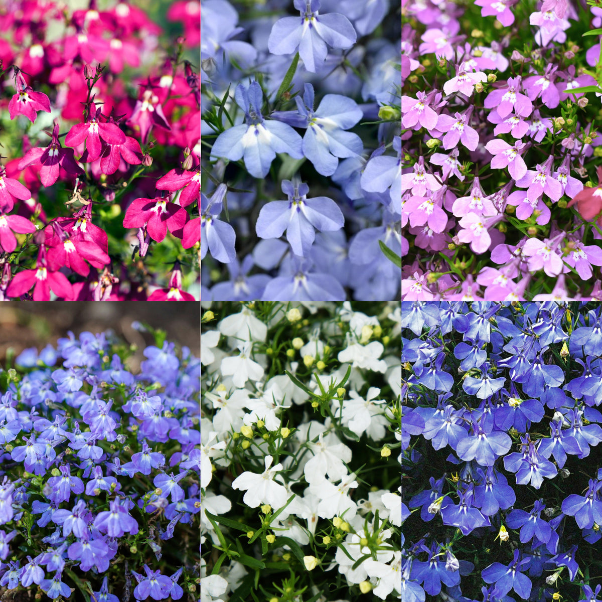 Lobelia Bedding Plants 10 Pack A collage of six lobelia flower varieties in full bloom, showcasing an array of vibrant colours including deep rose pink, pale blue, lilac, light violet, crisp white, and rich cobalt blue. 1