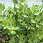 Lovage Bare Roots A healthy lovage plant with abundant fresh green, serrated leaves growing densely from upright stems. 1