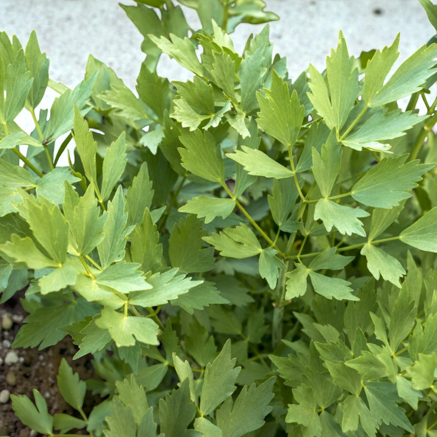 Lovage Bare Roots A healthy lovage plant with abundant fresh green, serrated leaves growing densely from upright stems. 1