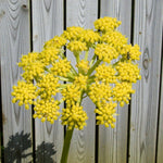 Lovage Bare Roots A close-up of a lovage flower head, showing a rounded cluster of bright yellow blooms against a wooden fence background. 2