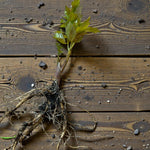 Lovage Bare Roots A freshly lifted lovage bare root plant laid on a wooden surface, showing multiple long, branching roots and young leafy shoots. 3