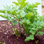 Lovage Bare Roots A young lovage plant growing outdoors in soil, with upright stems and lush green, deeply lobed leaves. 4