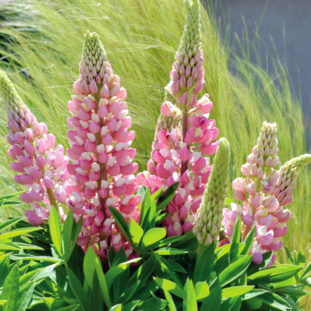 Lupin Plant Close up of Lupin 'Gallery Pink' featuring upright spikes of densely packed soft pink flowers with pale tips, surrounded by green foliage. 1
