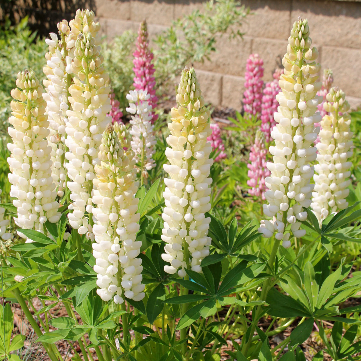 Lupin Plant Cluster of Lupin 'Gallery White' showing creamy white flower spikes in full bloom, planted in a sunny garden bed with pink lupins in the background. 4