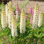 Lupin Plant Cluster of Lupin 'Gallery White' showing creamy white flower spikes in full bloom, planted in a sunny garden bed with pink lupins in the background. 4