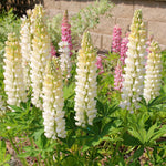 Lupin Perennial  6