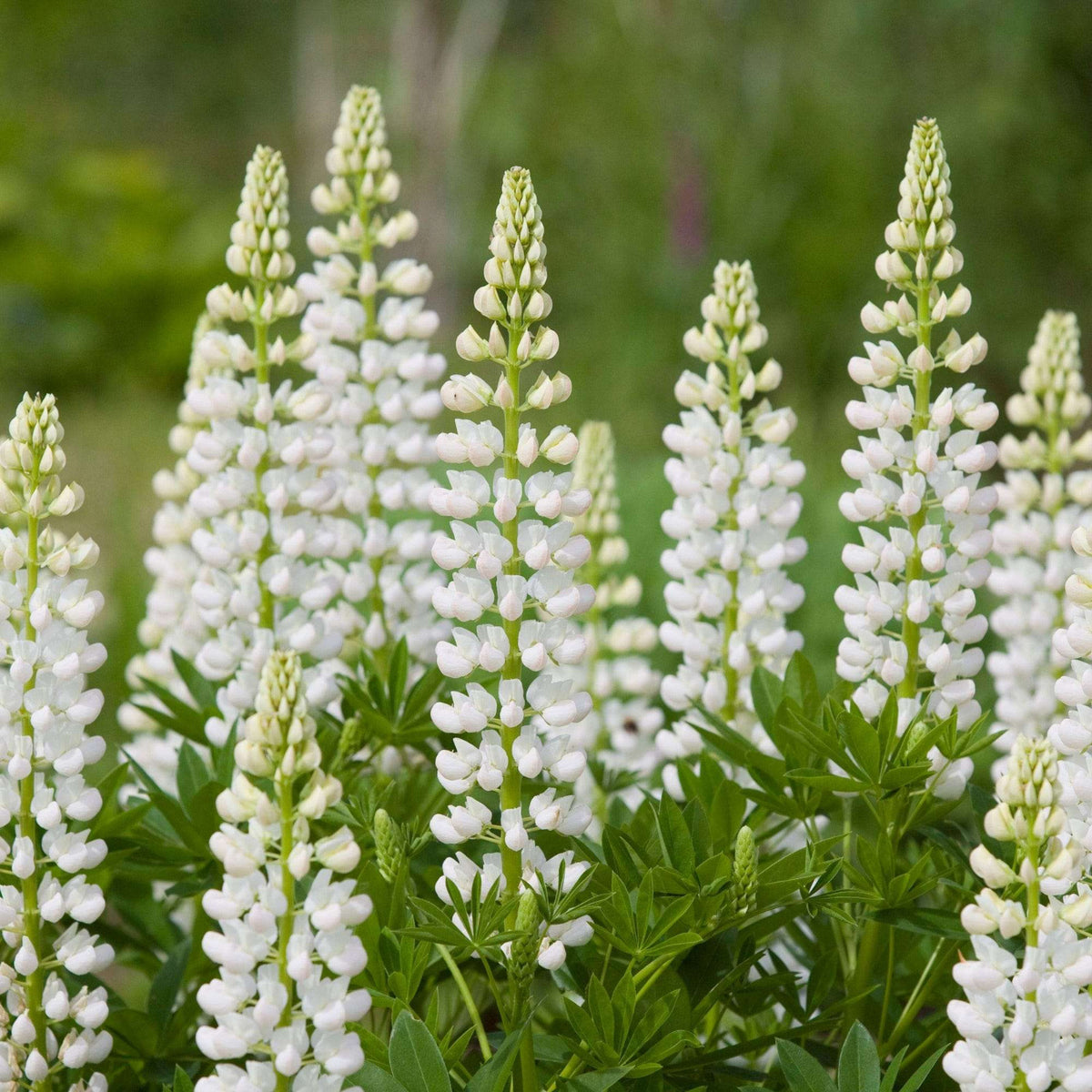 Lupin Plant Group of Lupin 'Noble Maiden' with pristine white flower spires standing tall against a green, grassy backdrop. 5