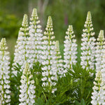 Lupin Plant Group of Lupin 'Noble Maiden' with pristine white flower spires standing tall against a green, grassy backdrop. 5