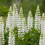 Lupin Perennial  7