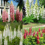 Lupin Plant Mixed varieties of lupins with tall flower spikes in shades of pink, white, and red, growing in a cottage garden with a white picket fence and lush green foliage. 1