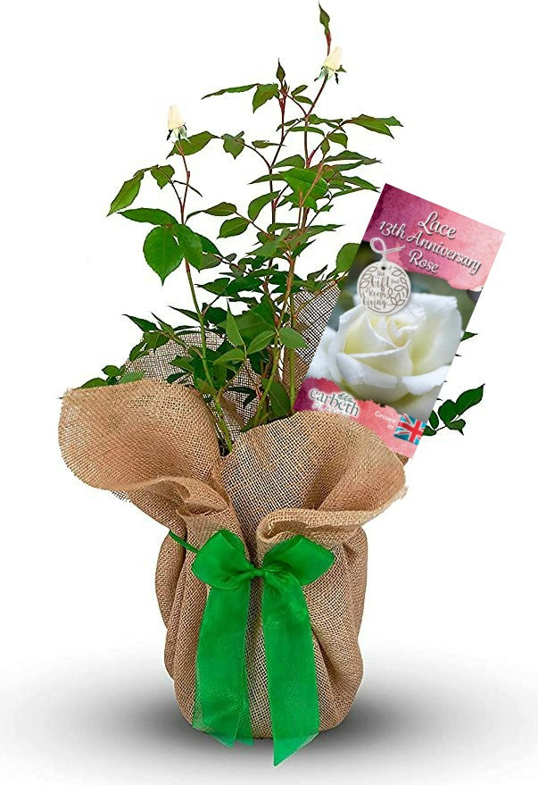 Lace 13th Wedding Anniversary Rose Bush Gift Wrapped Lace13thRose 1