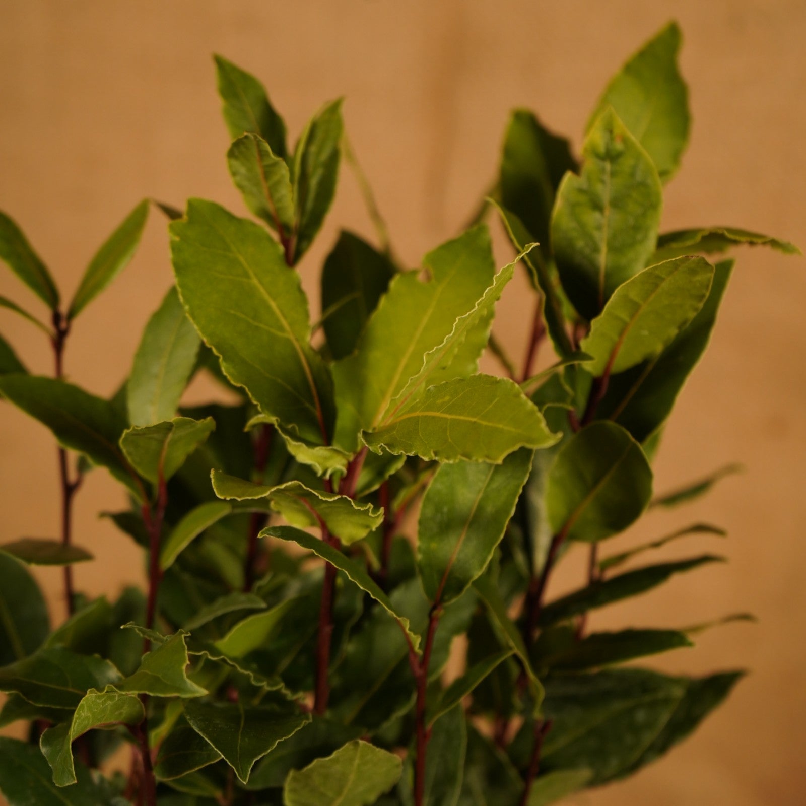 Bay Tree Laurel Bush