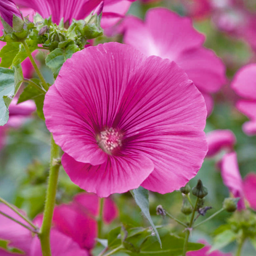 Lavatera Ruby Red - Tree Mallow Shrub Lavatera -  'Ruby Red' image3 1