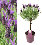 Lavender Anouk Lollipop Tree  2