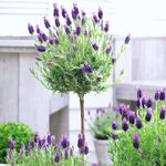 Lavender Anouk Lollipop Tree  4