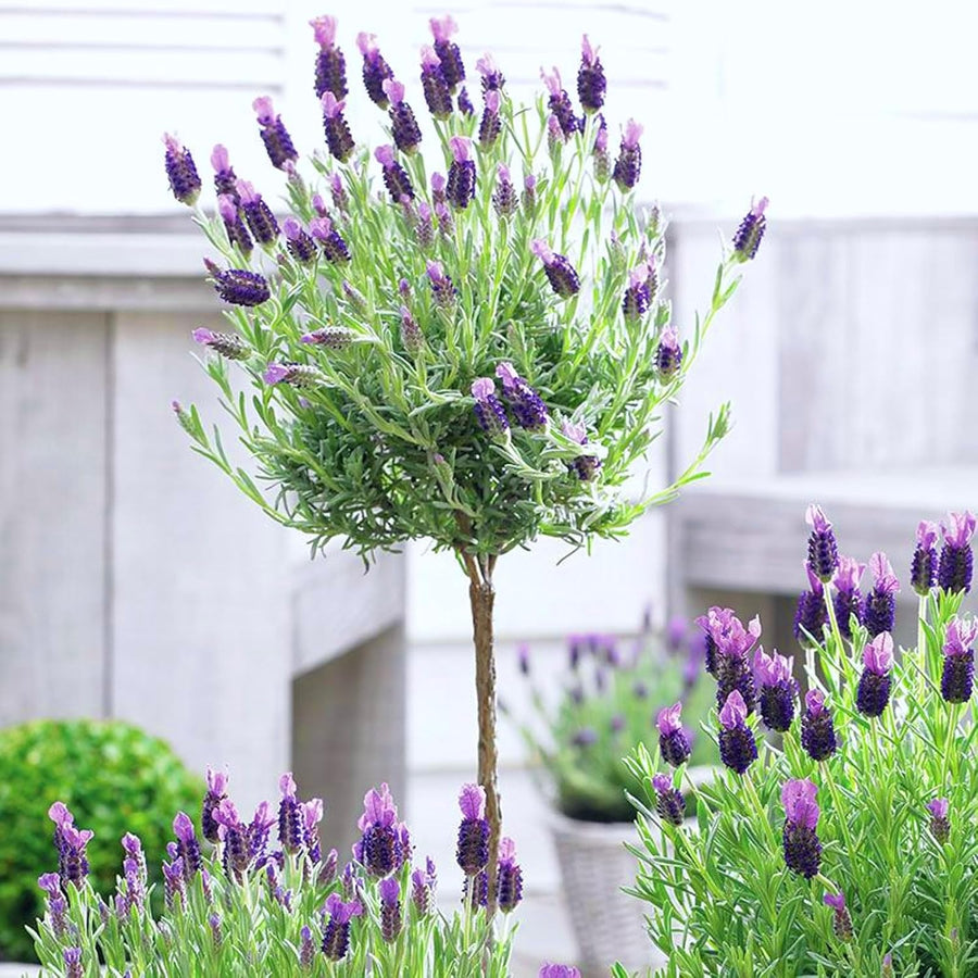 Lavender Anouk Lollipop Tree  4
