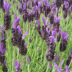 Lavender Anouk Lollipop Tree  3