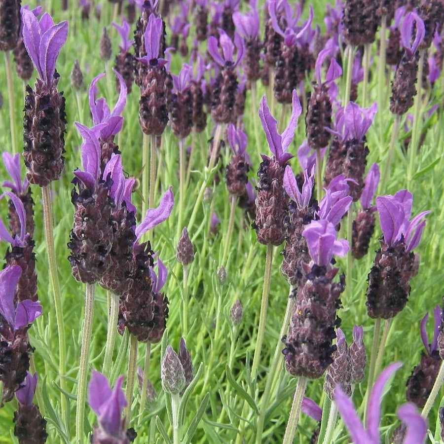 Lavender Anouk Lollipop Tree  3