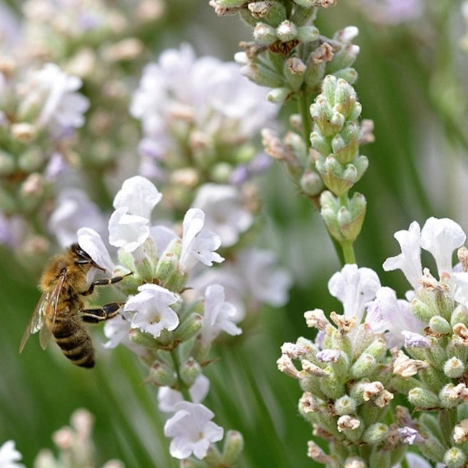 White Lavender  2
