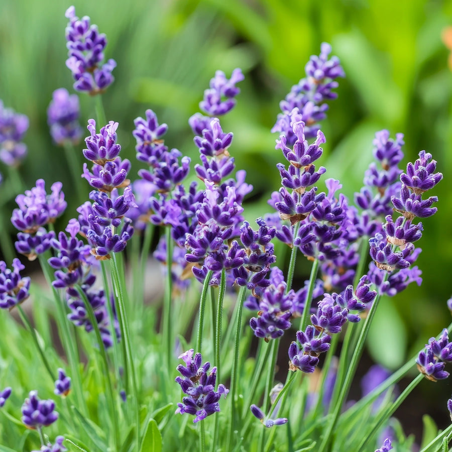 English Lavender Plant - Lavandula Angustifolia  4