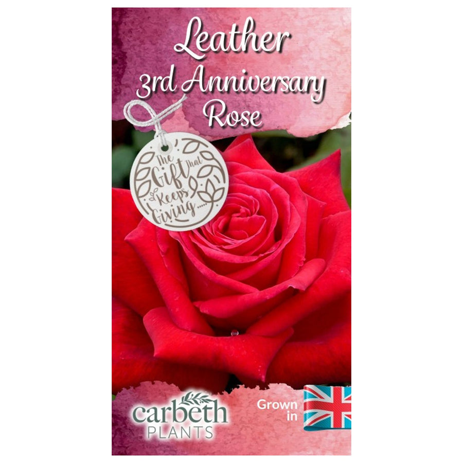 Leather 3rd Wedding Anniversary Rose Bush Gift Wrapped  3