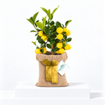 Citrus Lemon Tree with Hessian Gift Wrap  1