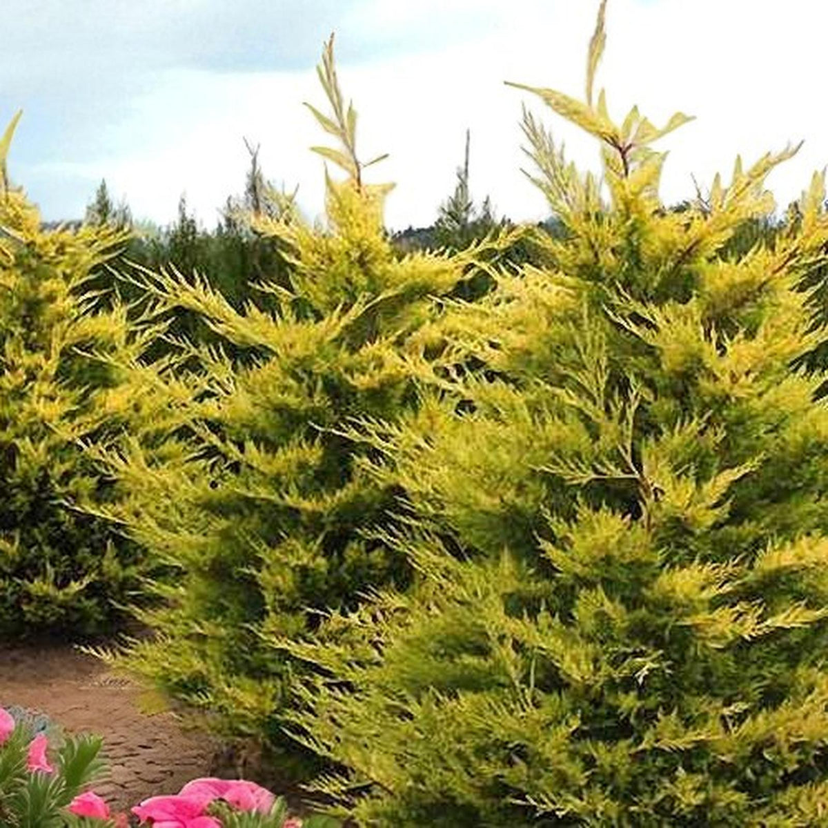 Leylandii Cypress Gold Rider Patio Tree in 7L Pot  2