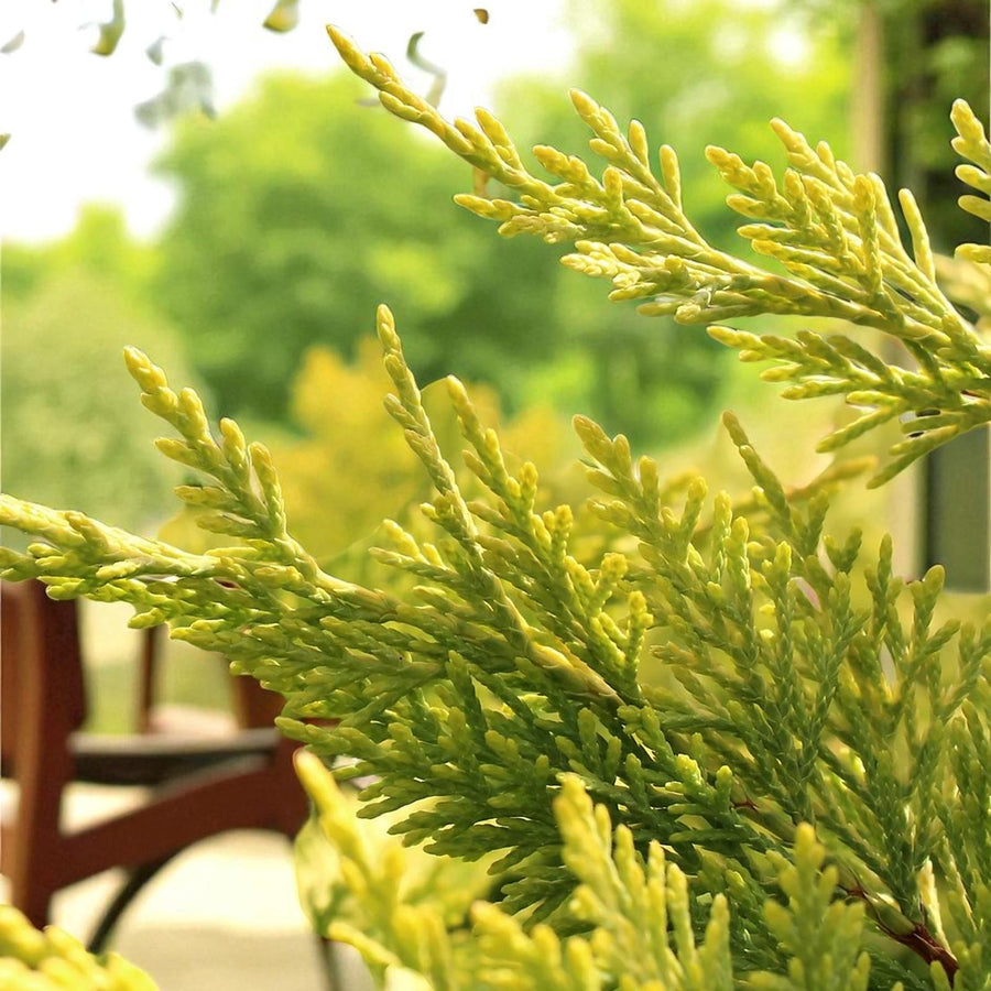 Golden Rider Cyress Leylandii Cypress Gold Rider Patio Tree in 7L Pot