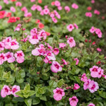 Light Pink Diascia Bedding Plants  2
