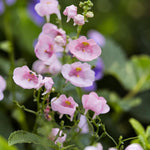 Light Pink Diascia Bedding Plants  3