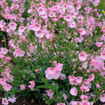 Light Pink Diascia Bedding Plants  4